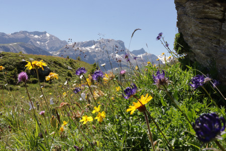 alpenblumenweg leiterli betelberg