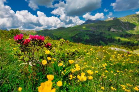 alpenblumenweg leiterli lenk bergbahnen