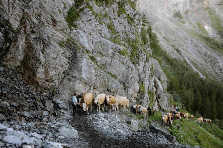 Alpaufzug Engstligenalp ©Anja Zurbruegg