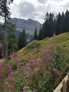 blumen vogellisi erlebnisweg